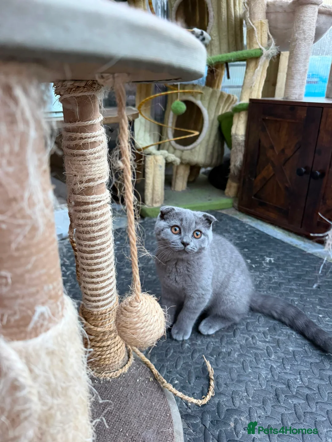 British Shorthair cats for sale: Beautiful Male British Shorthair Kitten  - Advert 1