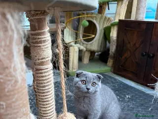 British Shorthair cats for sale: Beautiful Male British Shorthair Kitten - Advert 1