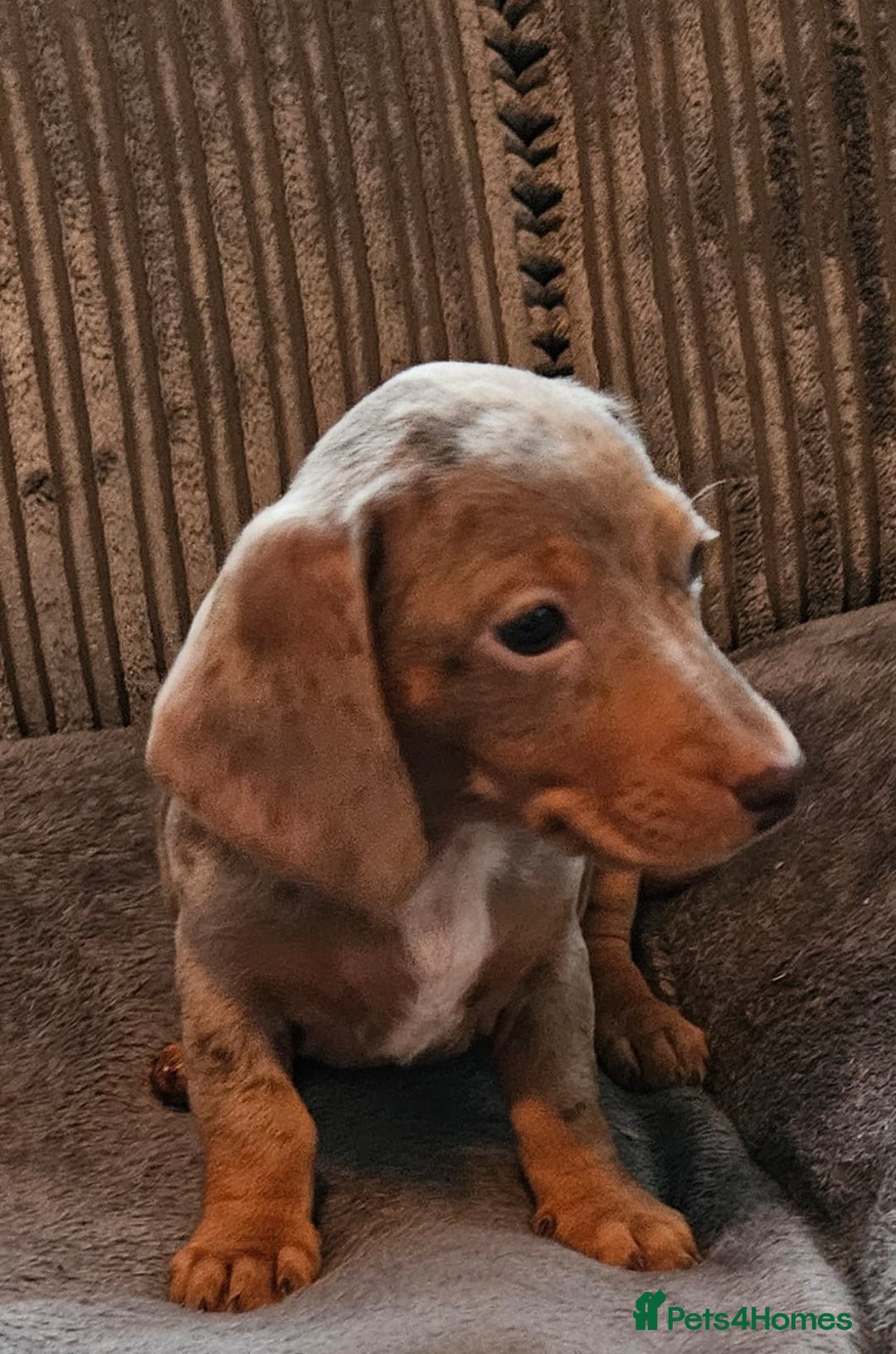 Dachshund dogs for sale: Miniature Dachshund puppy's for sale - Image 14