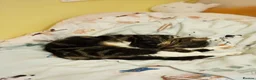 Mixed Breed cats for sale: Cupcake and Pudding - 2yo sibling cats - Advert 5