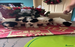 Bichon Frise dogs for sale: Bichon Frise X Bichon Havanez  - Image 16