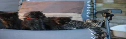 Mixed Breed cats for sale: Fluffy Adorable Kittens - Advert 10