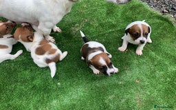 Jack Russell dogs for sale: Adorable jack Russell puppies  - Image 4