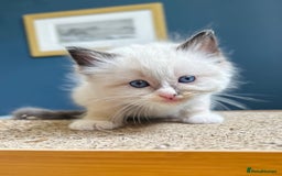 Ragdoll cats for sale: Stunning Rainbow of Ragdoll Kittens - Image 31