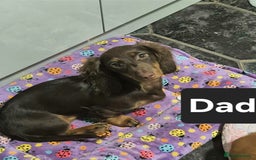 Miniature Dachshund dogs for sale: KC PRA clear Miniature dachshund puppies  - Image 6