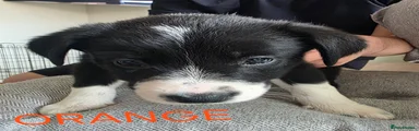 Border Collie Puppy 2