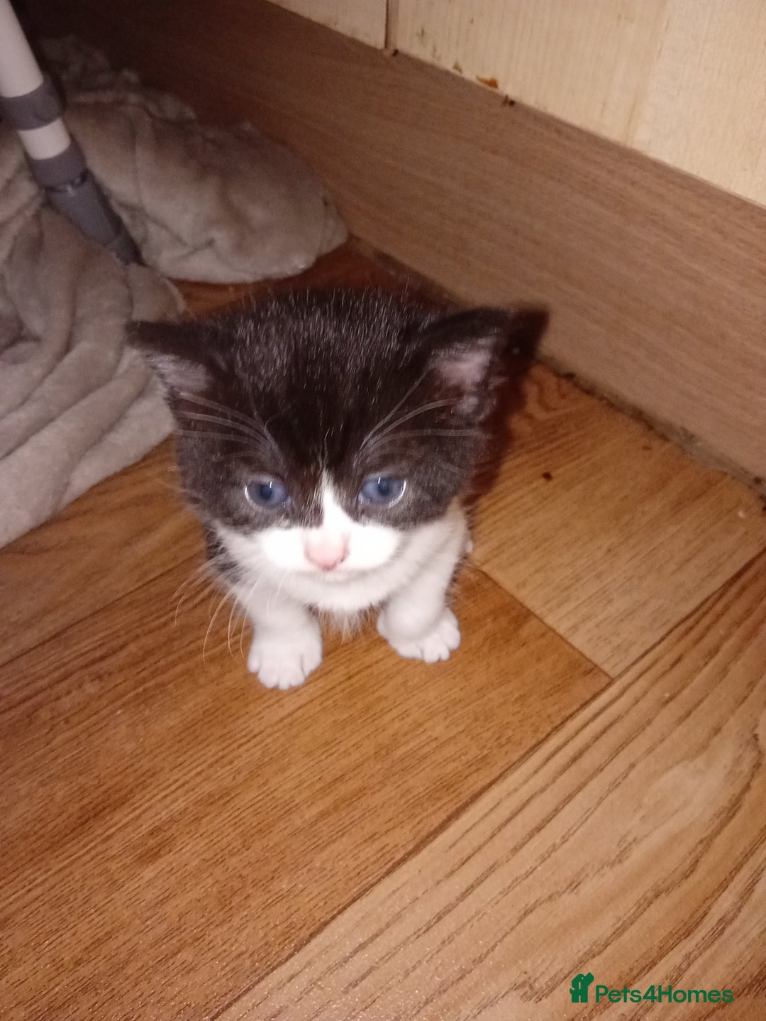 British Shorthair cats for sale: Beautiful black and white kitten's  - Image 1