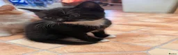 Mixed Breed cats for sale: 🐾 4 Male Kittens Looking for Loving Homes 🐾  - Advert 21