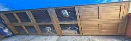 Guinea Pig rodents for sale: 3 baby guinea pigs - Advert 5