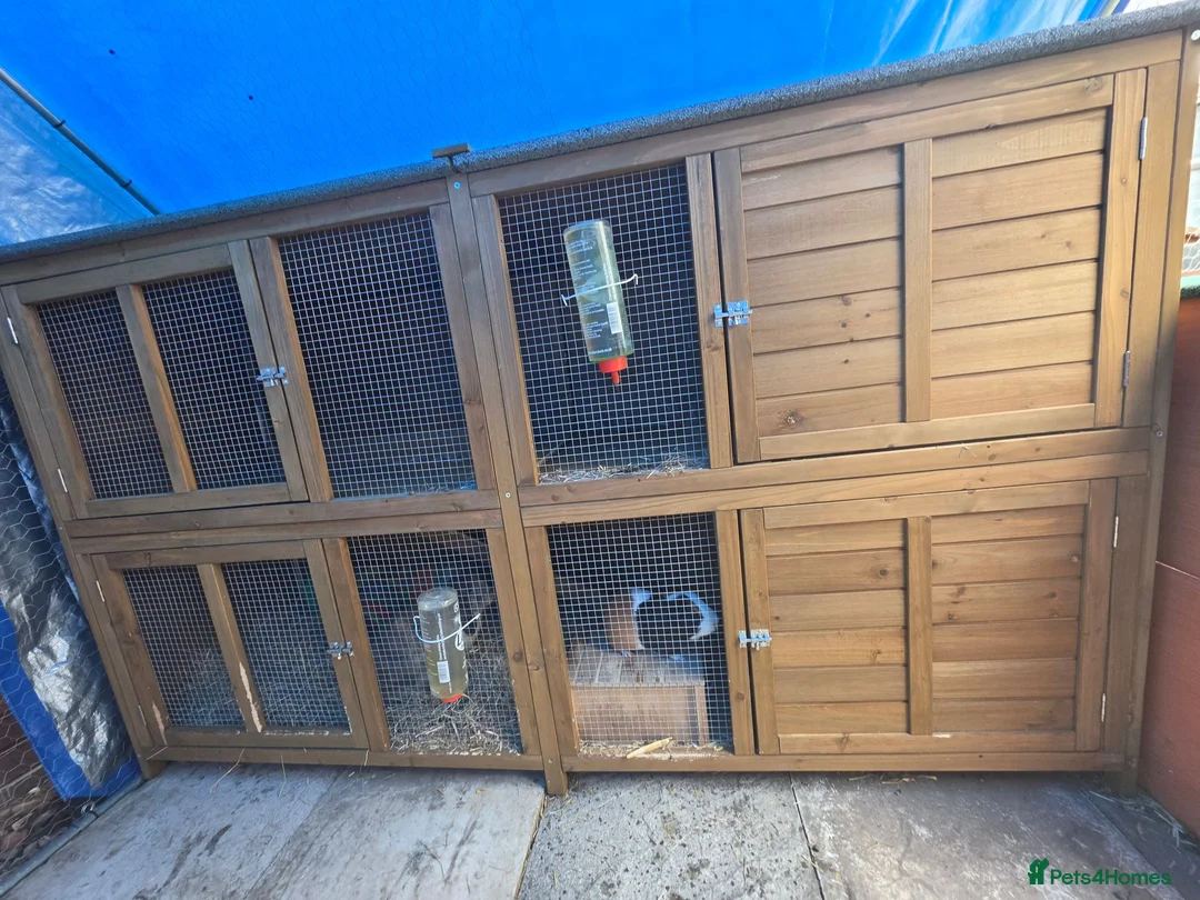 Guinea Pig rodents for sale: 3 baby guinea pigs - Advert 5