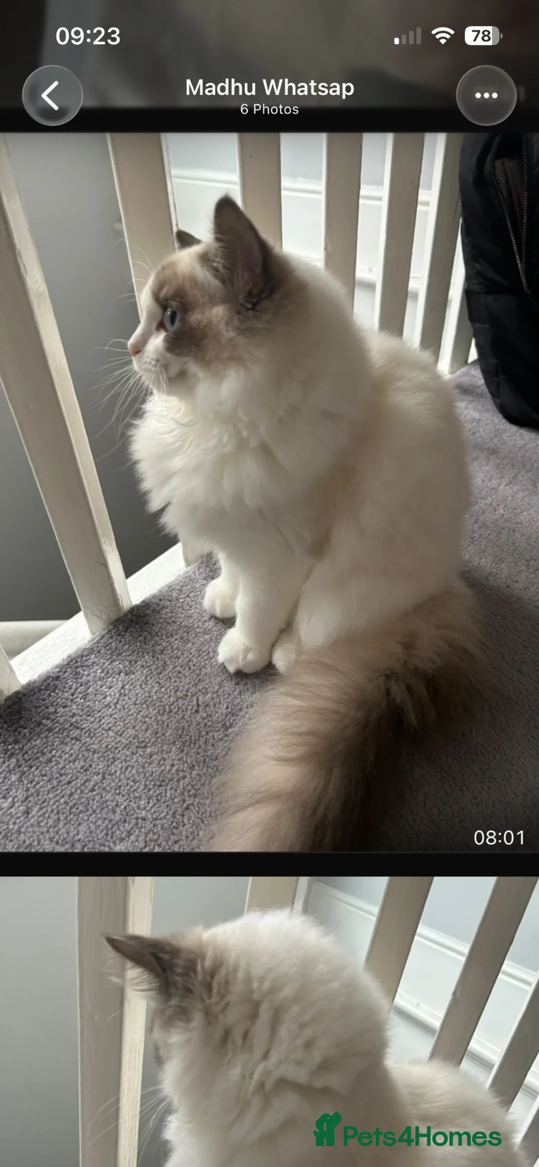 Ragdoll cats for sale: Ranadhir  in Cleethorpes - Advert 2
