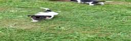 Jack Russell dogs for sale: Jack Russell pups  - Advert 8