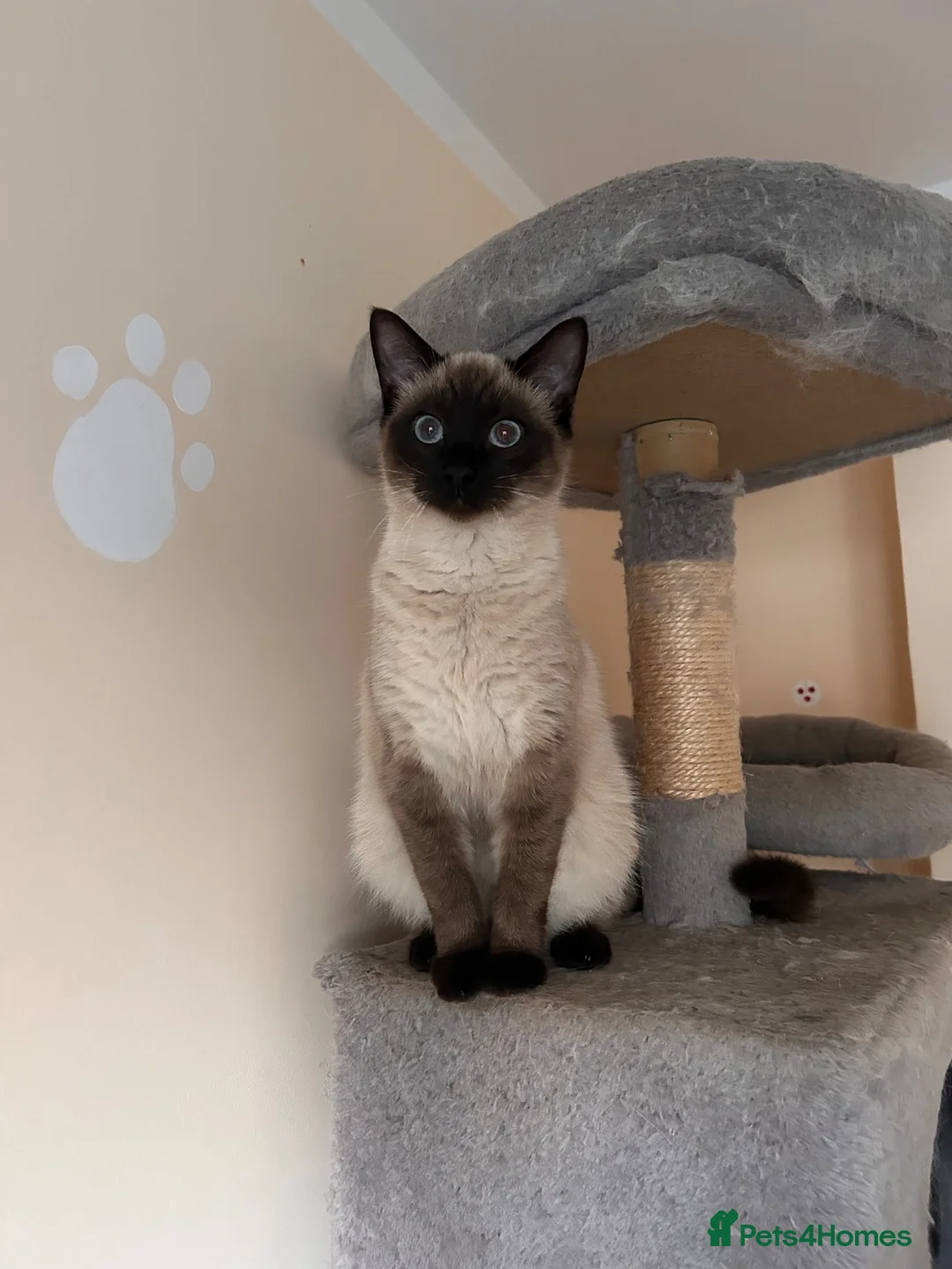 Siamese cats for sale: Stormy - Advert 2