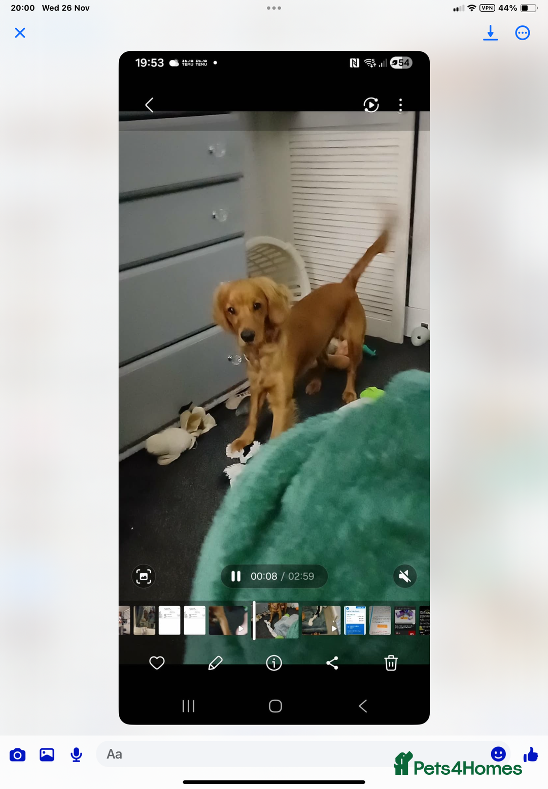 Cockapoo dogs for sale: Rusty  - Advert 5