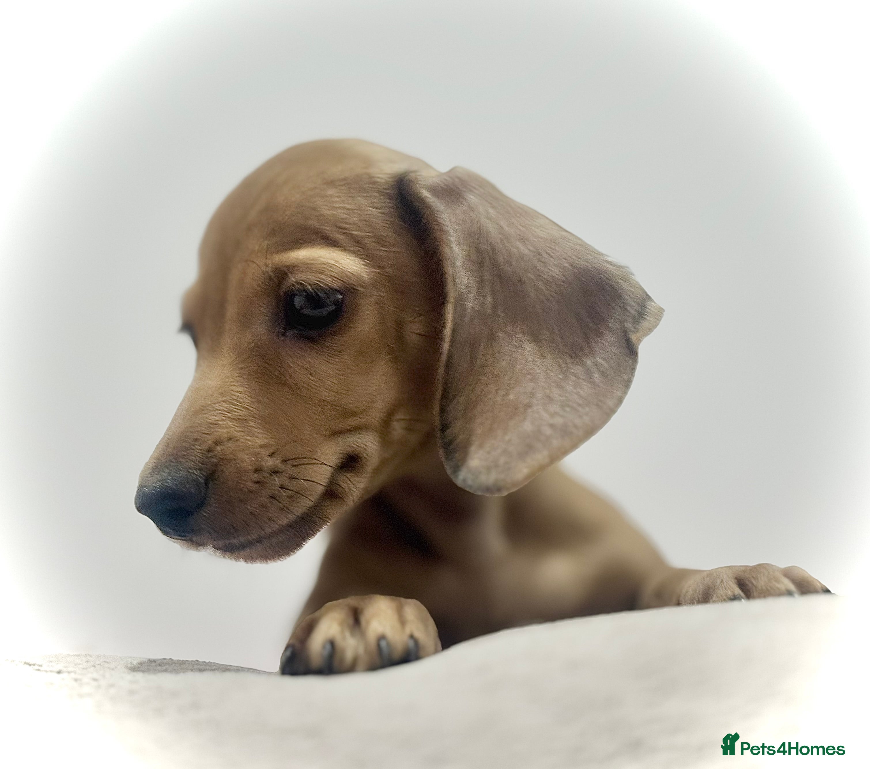 Miniature Dachshund dogs Long/smooth haired cream/Red Mini Dachshund pups - Advert 1