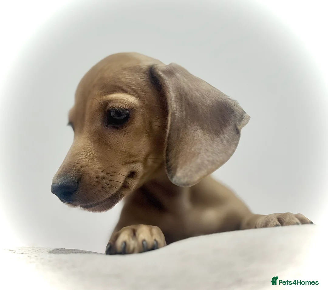Miniature Dachshund dogs for sale: Long/smooth haired cream/Red Mini Dachshund pups - Advert 1