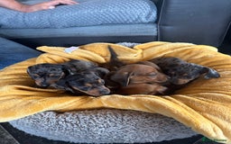 Miniature Dachshund dogs for sale: Male miniature dachshund puppies need homes❤️🐾 - Image 13