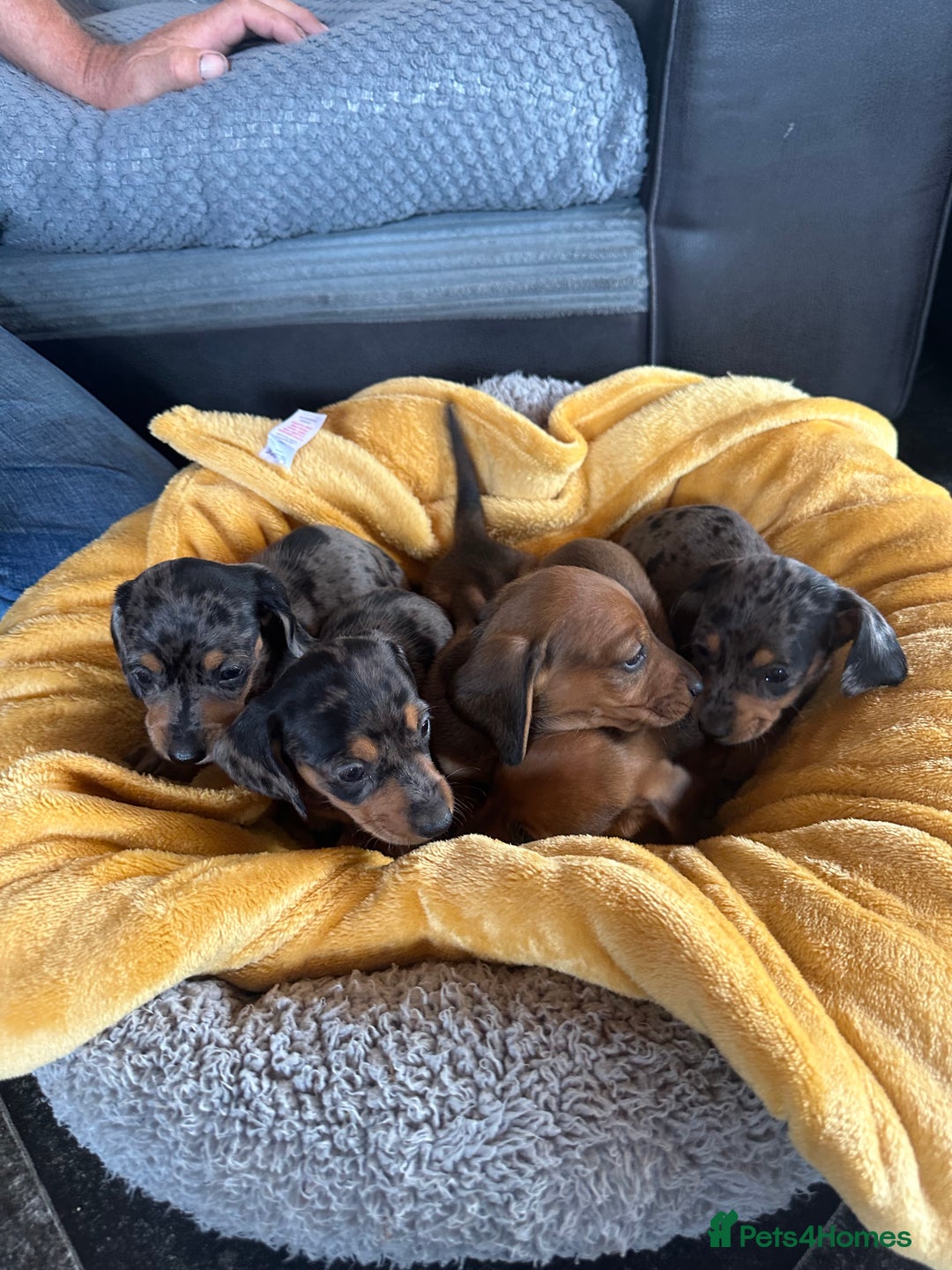 Miniature Dachshund dogs for sale: Male miniature dachshund puppies need homes❤️🐾 - Image 13