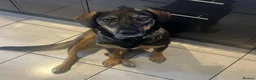 Mixed Breed dogs for adoption: Misty (Shepherd/Hound mix) in Bushey - Advert 9