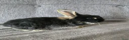Mini Lion Lop rabbits for sale: Beautiful double maine lop sisters  - Advert 7