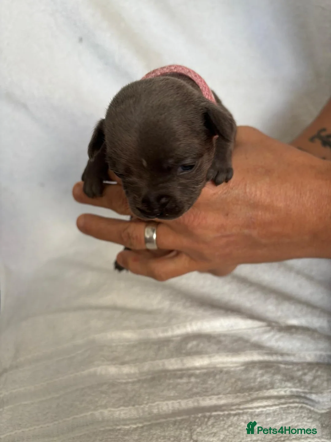 Staffordshire Bull Terrier dogs for sale: Blue Staffordshire bull terrier puppies  - Advert 8
