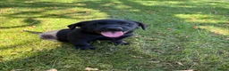Labrador Retriever dogs for sale: Handsome Labrador dogs available  in Durham - Advert 7