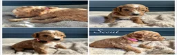 Australian Labradoodle dogs for sale: 🐾 READY TO GO ~ EXCEPTIONAL AUSTRALIAN DOODLES🐾 - Advert 18