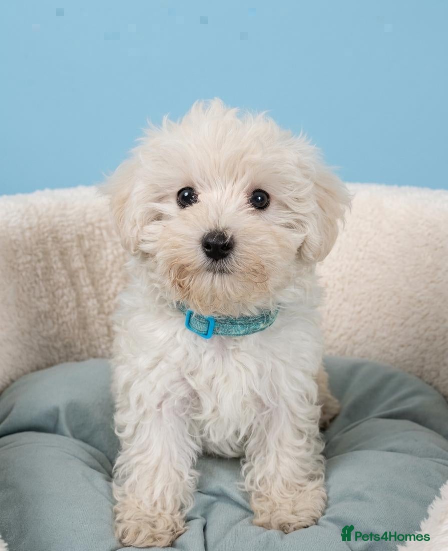 Maltipoo dogs Maltipoo Puppies READY TO BE VIEWED  - Advert 2