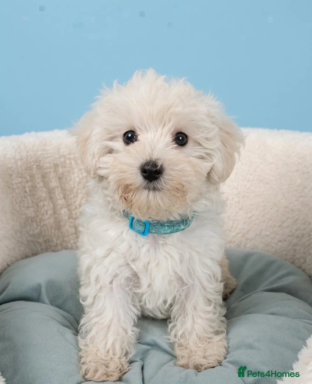 Maltipoo dogs for sale: Maltipoo Puppies READY TO LEAVE  - Advert 1