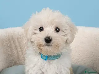 Maltipoo dogs Maltipoo Puppies READY TO BE VIEWED - Advert 2