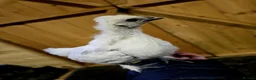 Chickens poultry for sale: Silkie/polish including frizzles  - Advert 2