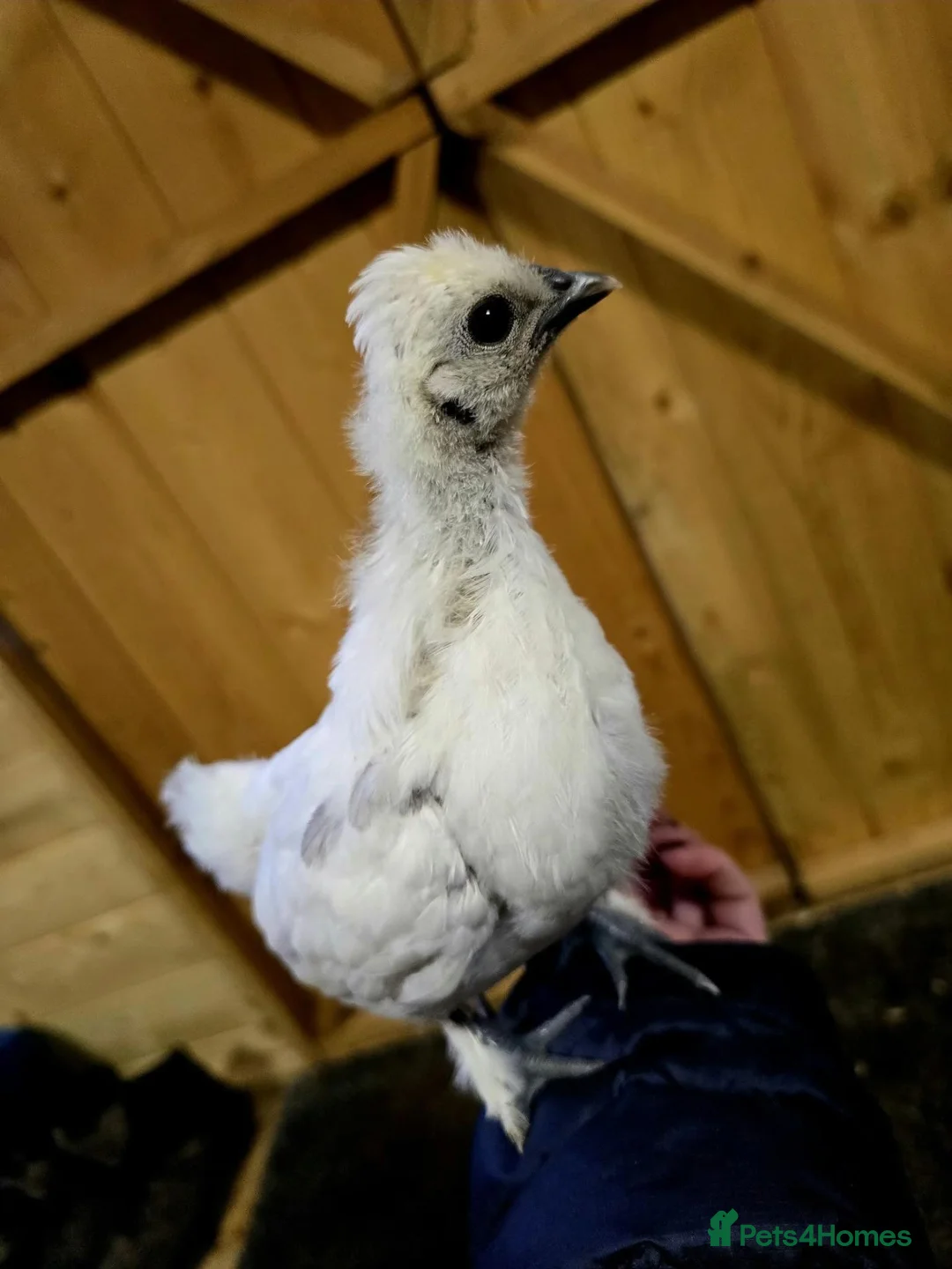 Chickens poultry for sale: Silkie/polish including frizzles  - Advert 2