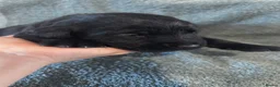 Goldador dogs for sale: 8 gorgeous black goldadors  - Advert 20