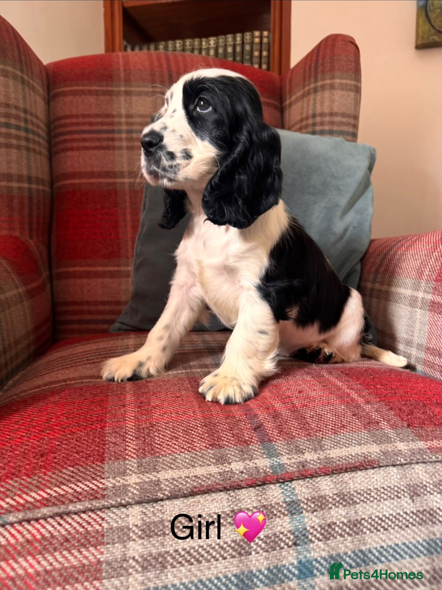Cocker Spaniel dogs KC Reg, health tested, show type pups ready now! - Advert 2