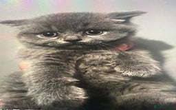 British Shorthair cats for sale: Beautiful British blues - Image 5