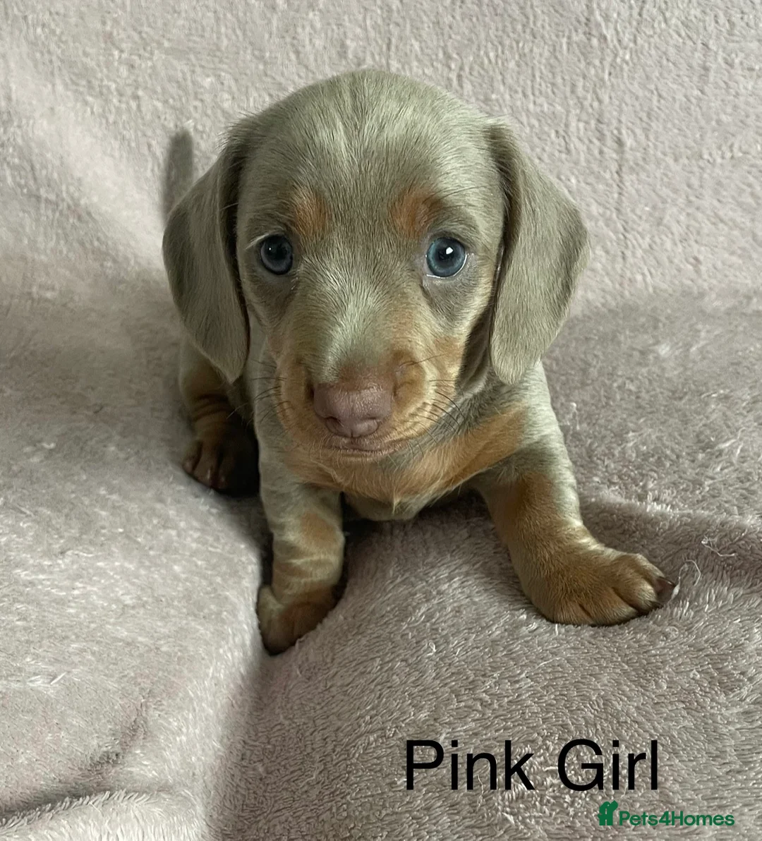 Miniature Dachshund dogs for sale: Stunning Isabella & Tan Litter  - Advert 4