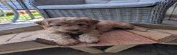 Cockapoo dogs for sale: Cockapoo puppies F1B  in Shrewsbury - Advert 7
