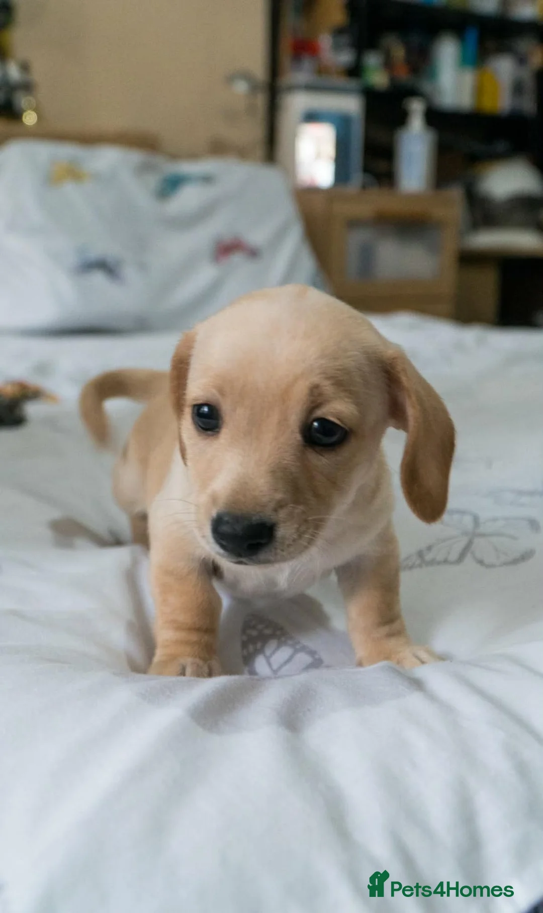 Mixed Breed dogs for sale: 🐾 UPCOMING ADORABLE PUPPIES FOR SALE🐾 in London - Advert 4