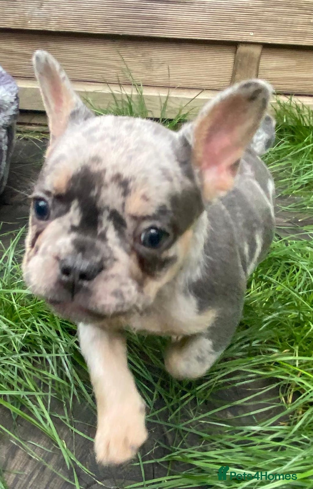 French Bulldog dogs for sale: 2 lovely French bulldog boys for sale  - Image 8