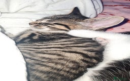 Mixed Breed cats for sale: 10 beautiful kittens - Image 1