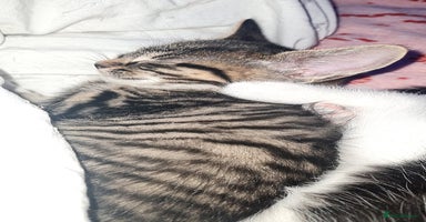 Mixed Breed cats - Advert 15