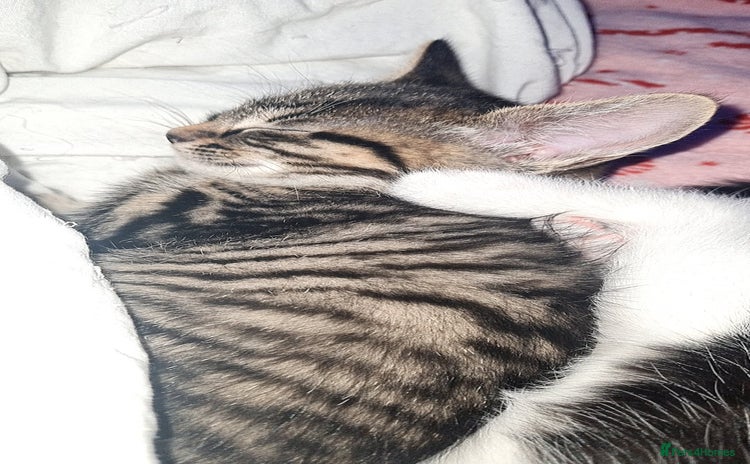 Mixed Breed cats for sale - Advert 1