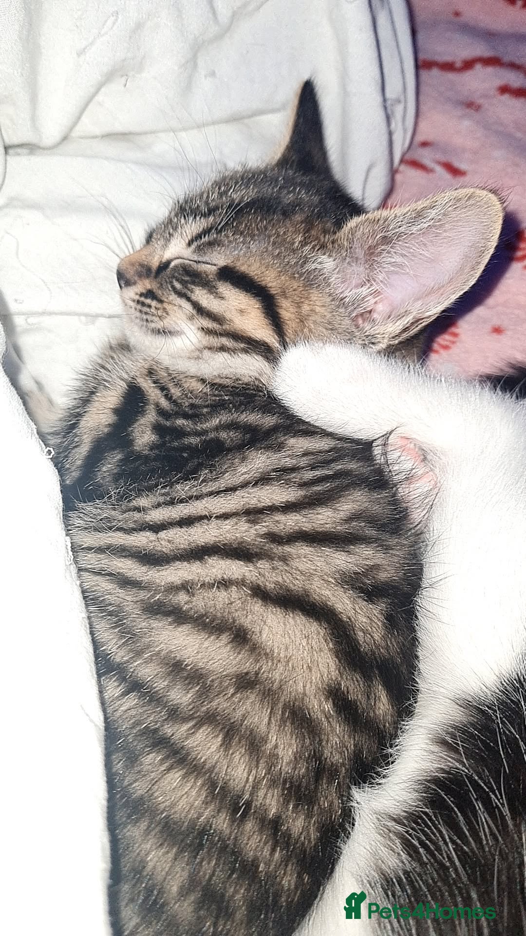 Mixed Breed cats for sale: 10 beautiful kittens - Image 1