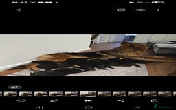 German Shepherd dogs for sale: TOP QUALITY LINES GSD PUPS AVAILABLE NOW - Image 5
