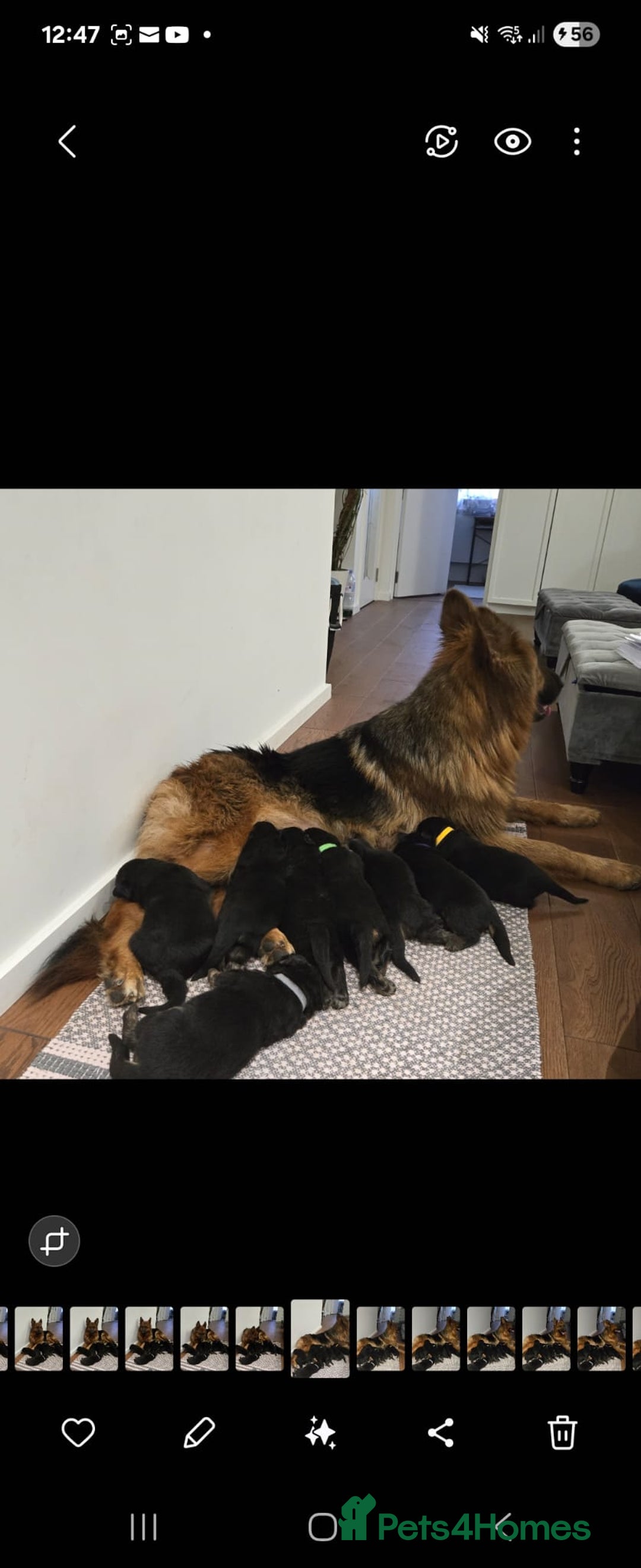 German Shepherd dogs for sale: TOP QUALITY LINES GSD PUPS AVAILABLE NOW - Image 5