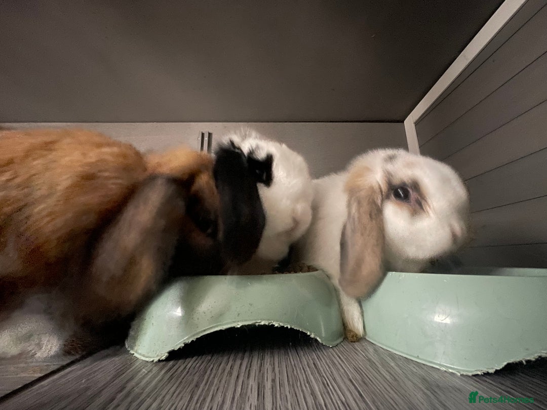 Mini Lop rabbits for sale: Mum and 2 daughters (trio) mini lop  - Image 5