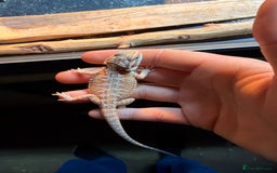 Bearded Dragon reptiles for sale: Baby beared dragons  - Image 3
