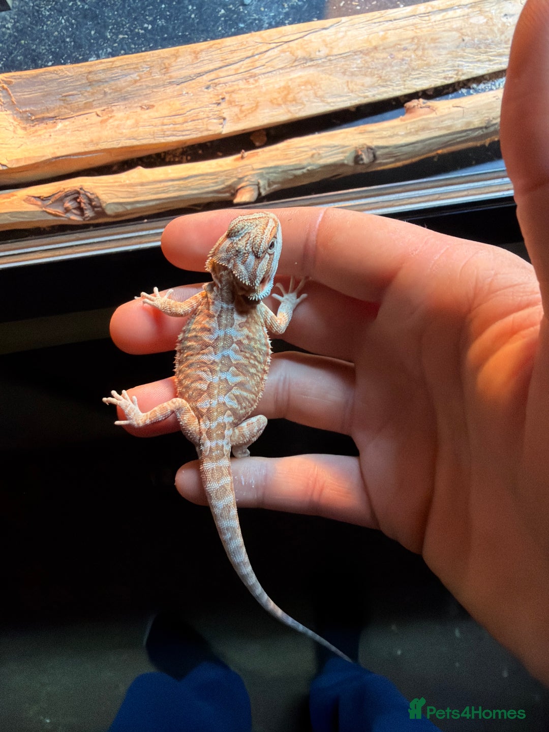 Bearded Dragon reptiles for sale: Baby beared dragons  - Image 3