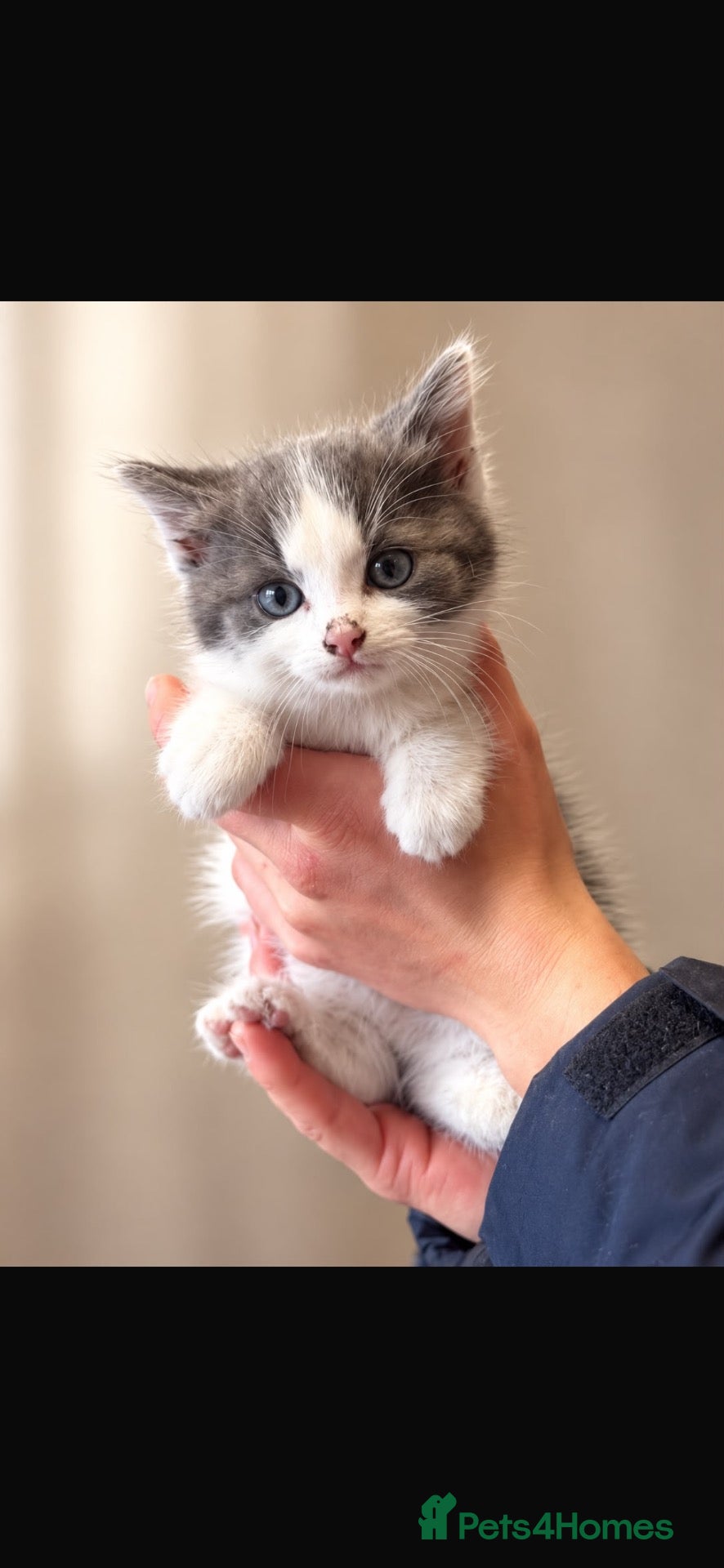 British Shorthair cats for sale: Beautiful British blue females - Advert 24