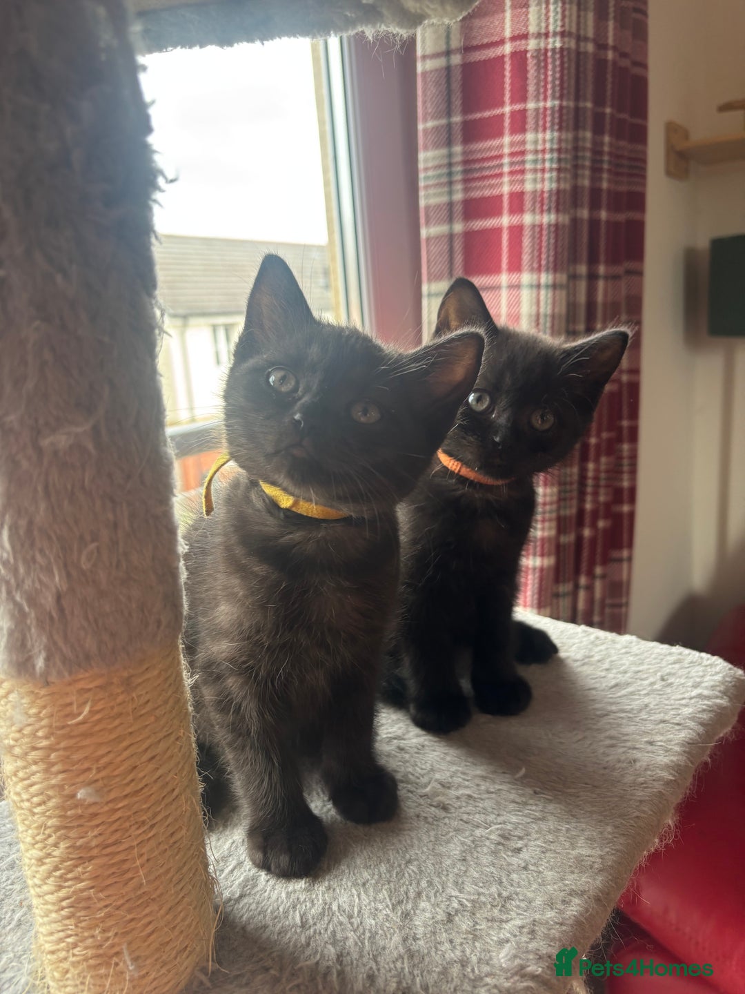 British Shorthair cats for sale: Gorgeous British Shorthair/ Ragdoll  - Image 1